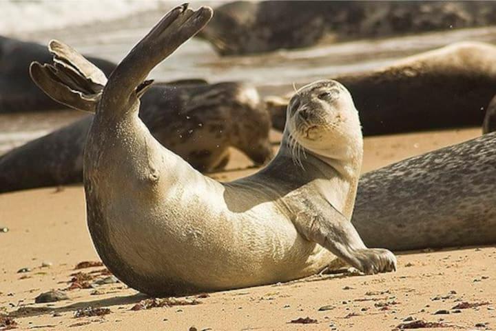 Relaxing Chalet On Popular California Sands Short Stroll To Beach, Nr Norfolk Broads & Great Yarmouth Scratby Bagian luar foto
